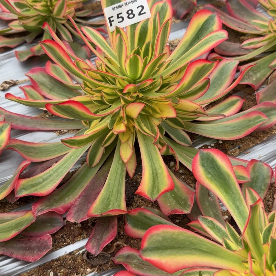 冯***程582桃夭。多肉植物