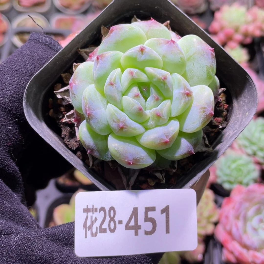 花利美28-451秘境冰魄