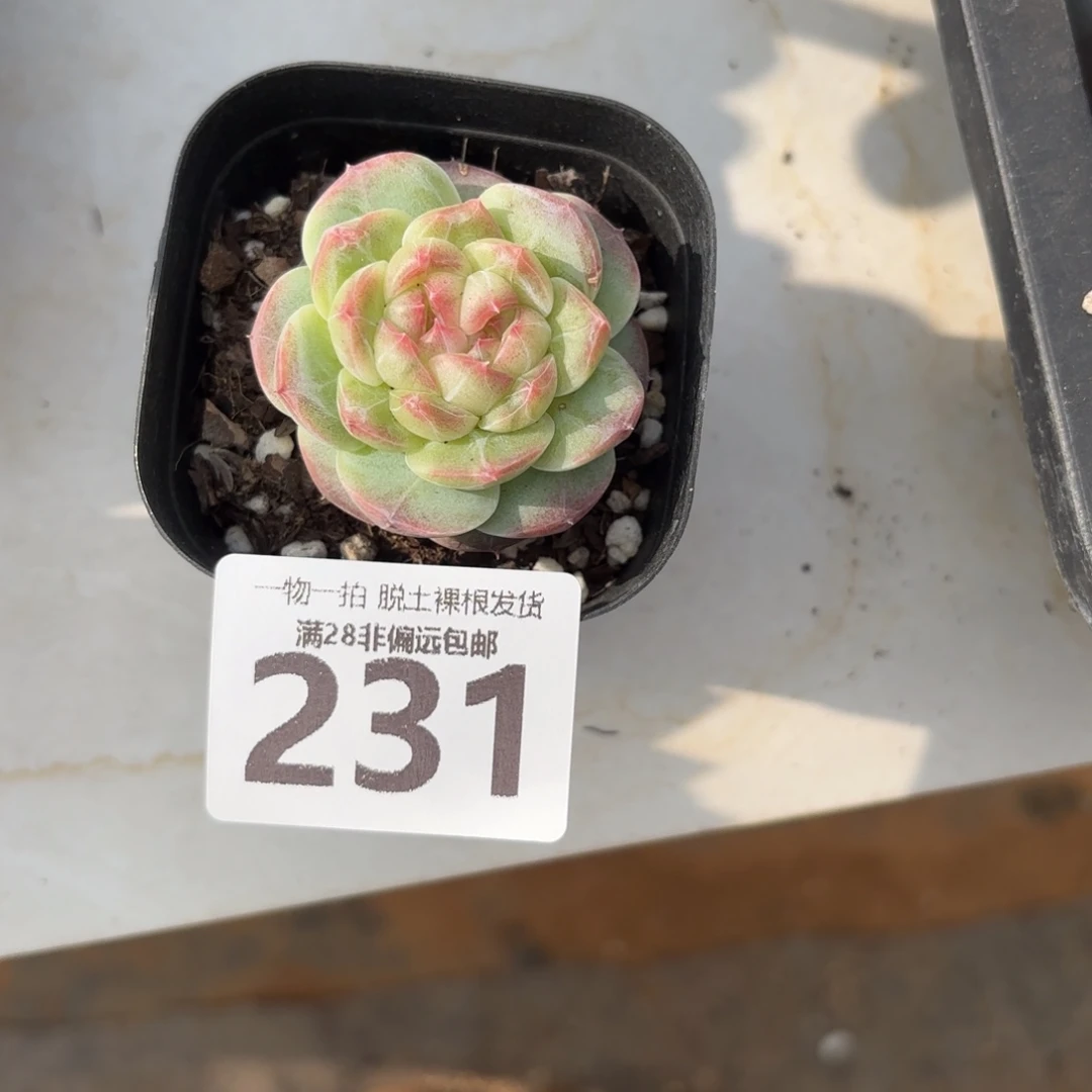 蜜桃柚无盆土发货