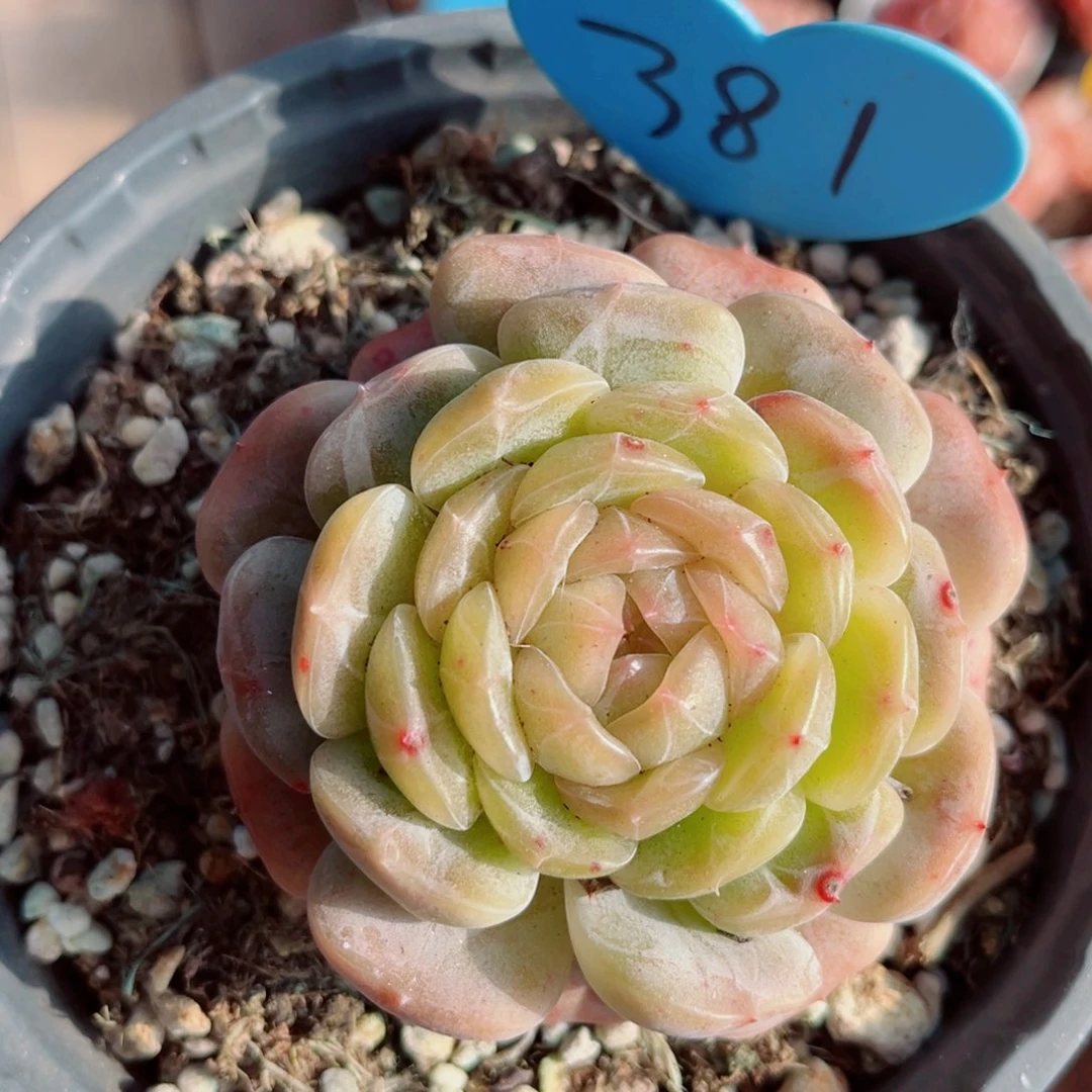 381号小老桩白恋单头