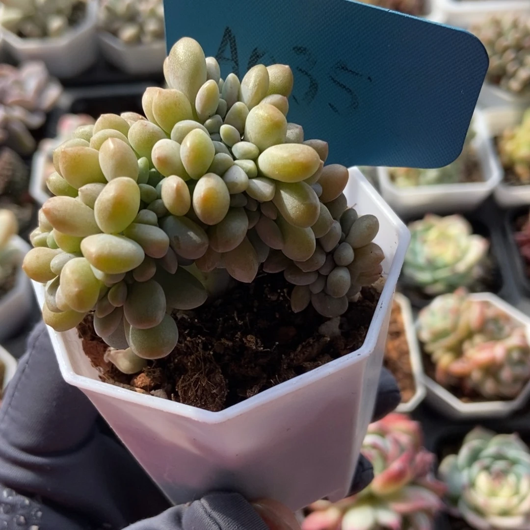 035醉美人缀多肉