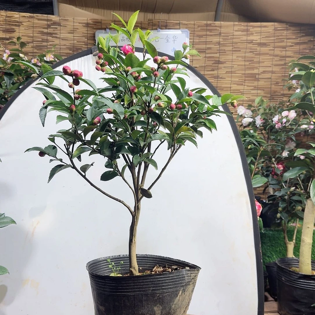 茶梅紫丁香1111111111