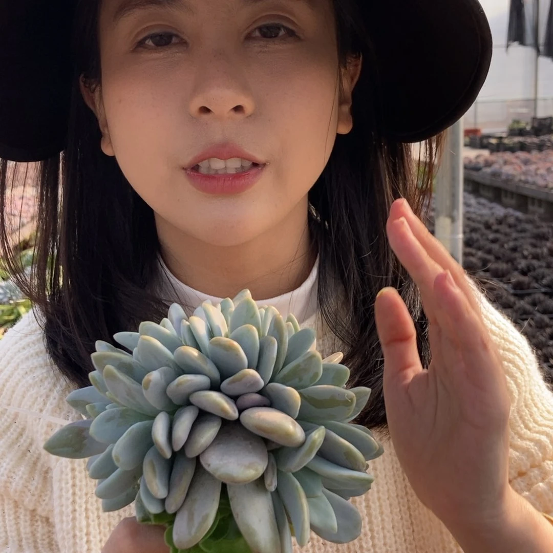 7-19粉兔缀无根随机