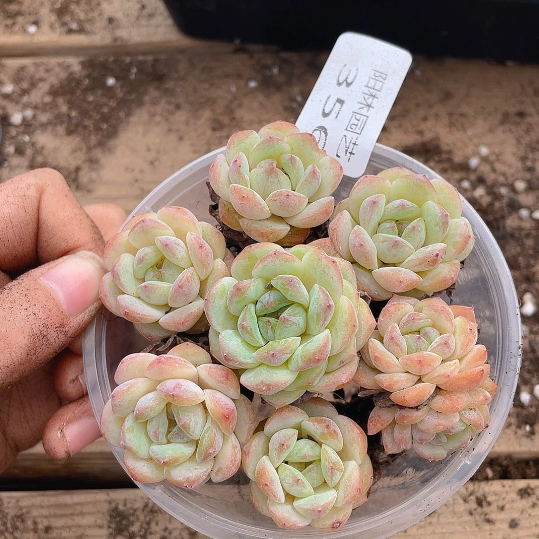 多肉植物多肉植物356