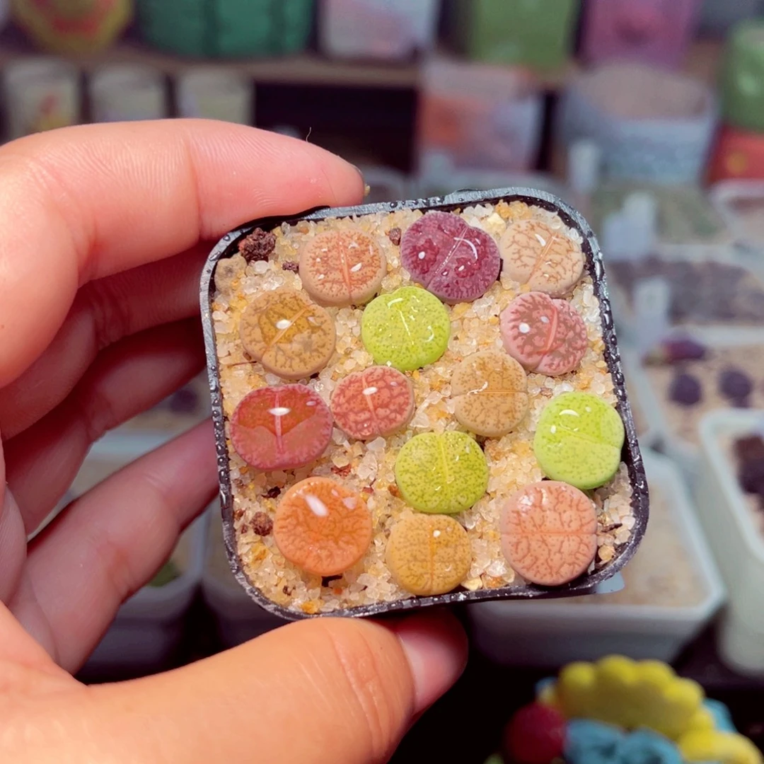 75号带盆包邮发货