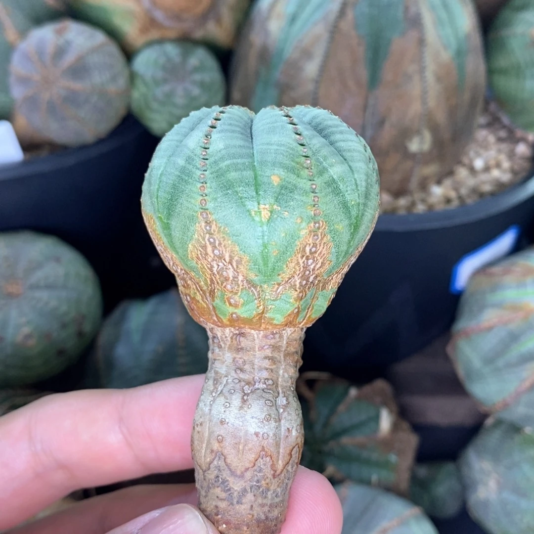 30 欧系实生布纹球多肉植物