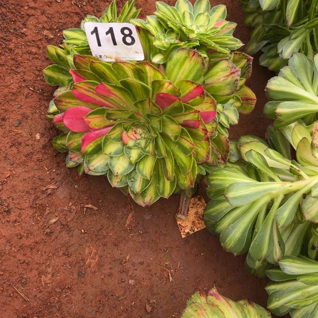 用****9精品多肉植物98