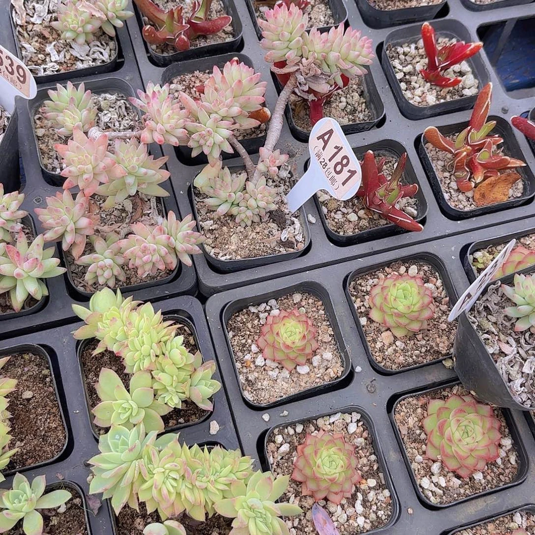 妍****A181竖冰一物一拍I