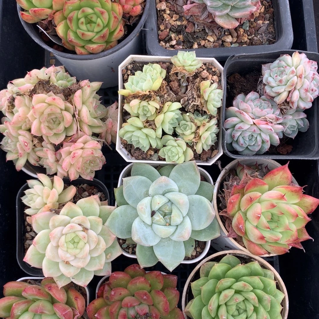 1101-44 套餐一组