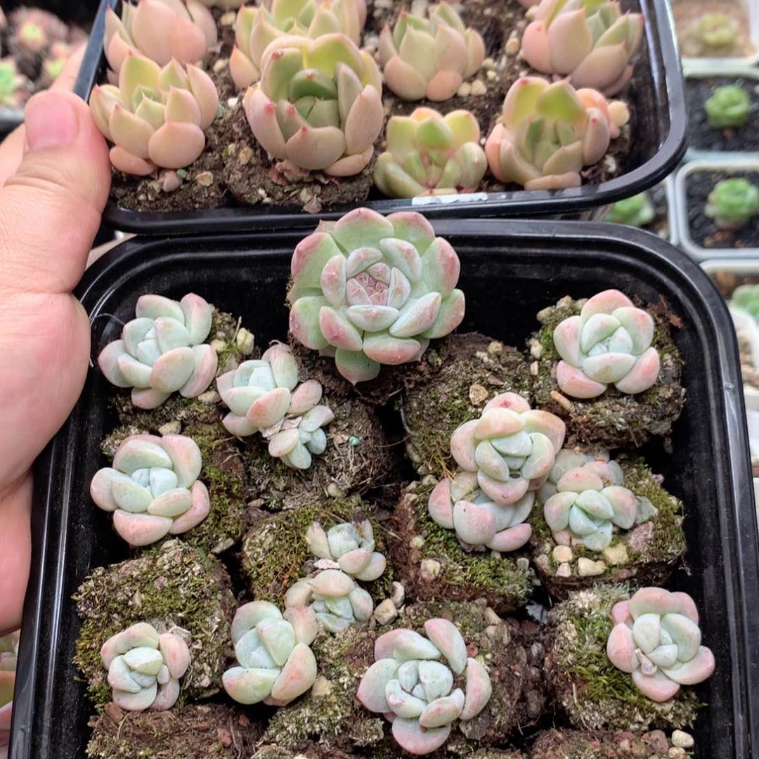 无花朵H73英语英语英语