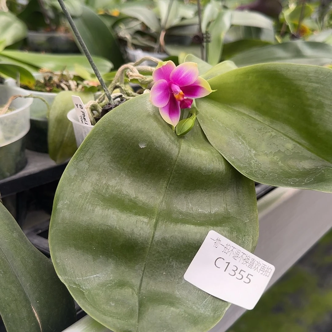 当前无花栽培后可以开花c1355，苹果贝3.5寸，微瑕