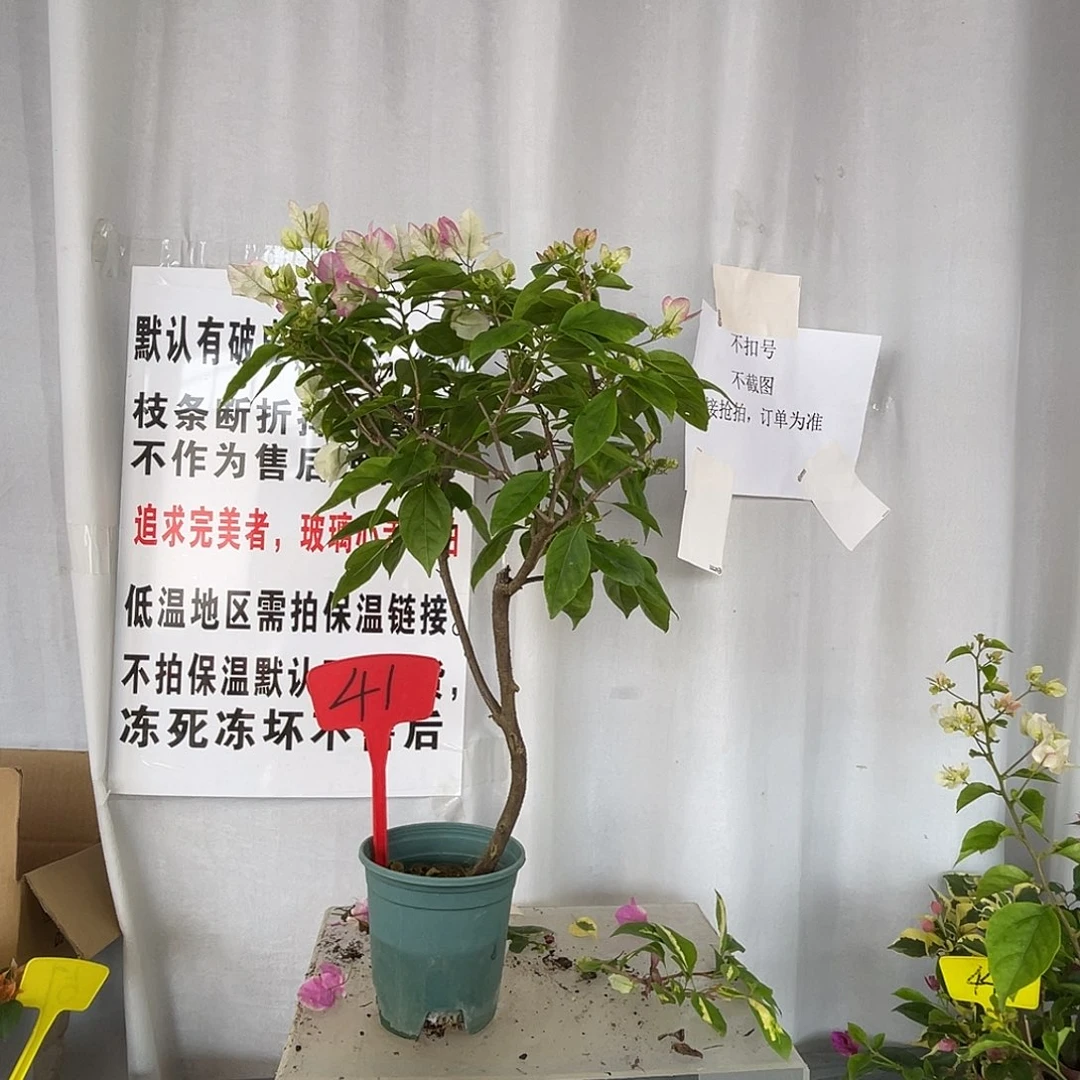 当前无花栽培后可以开花41口红