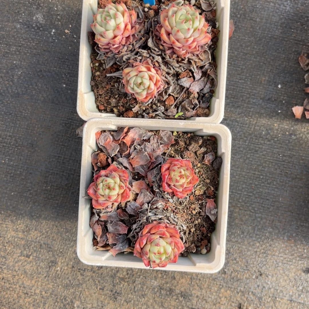 羚***主云尘多肉一物一拍803