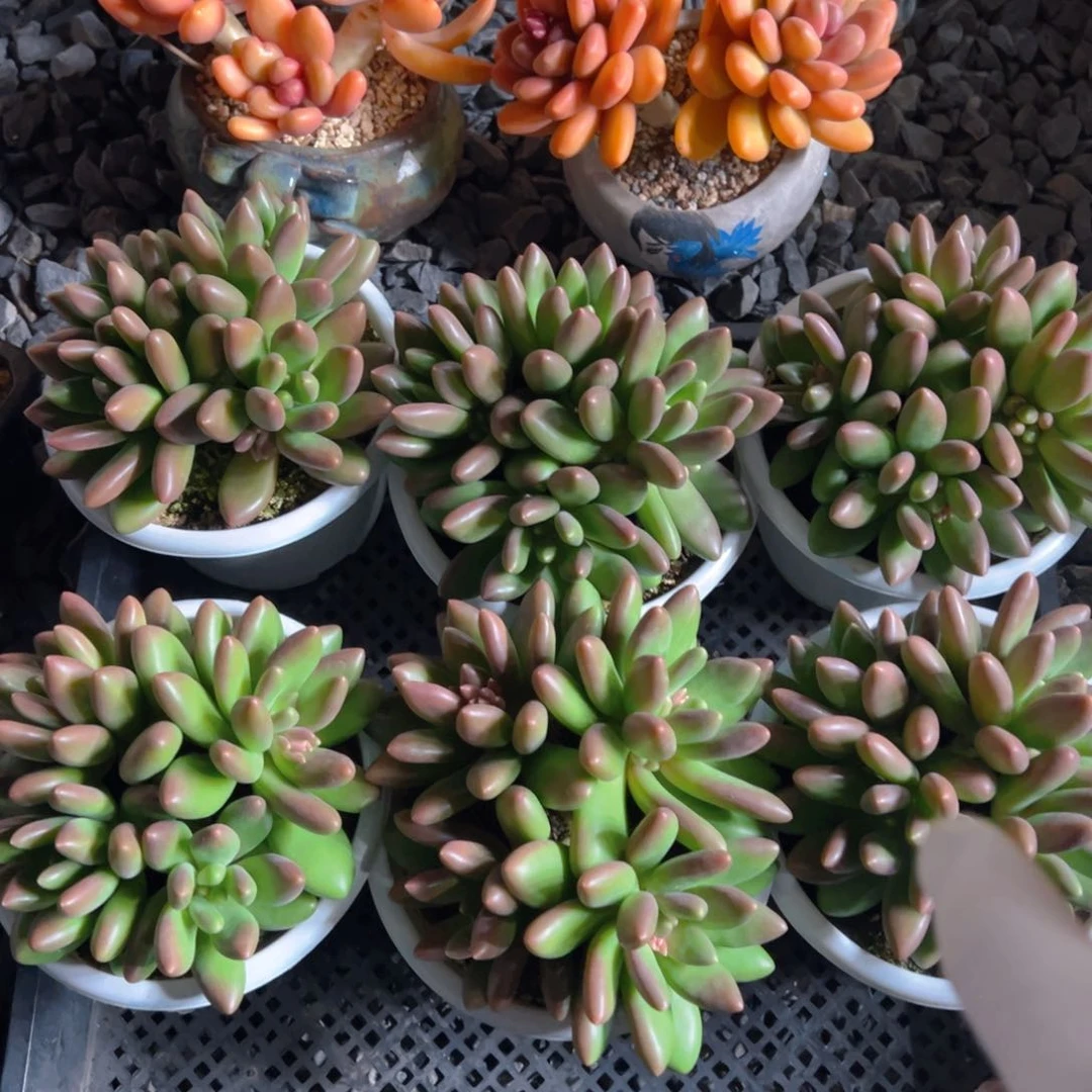 芒果奶1111111111111