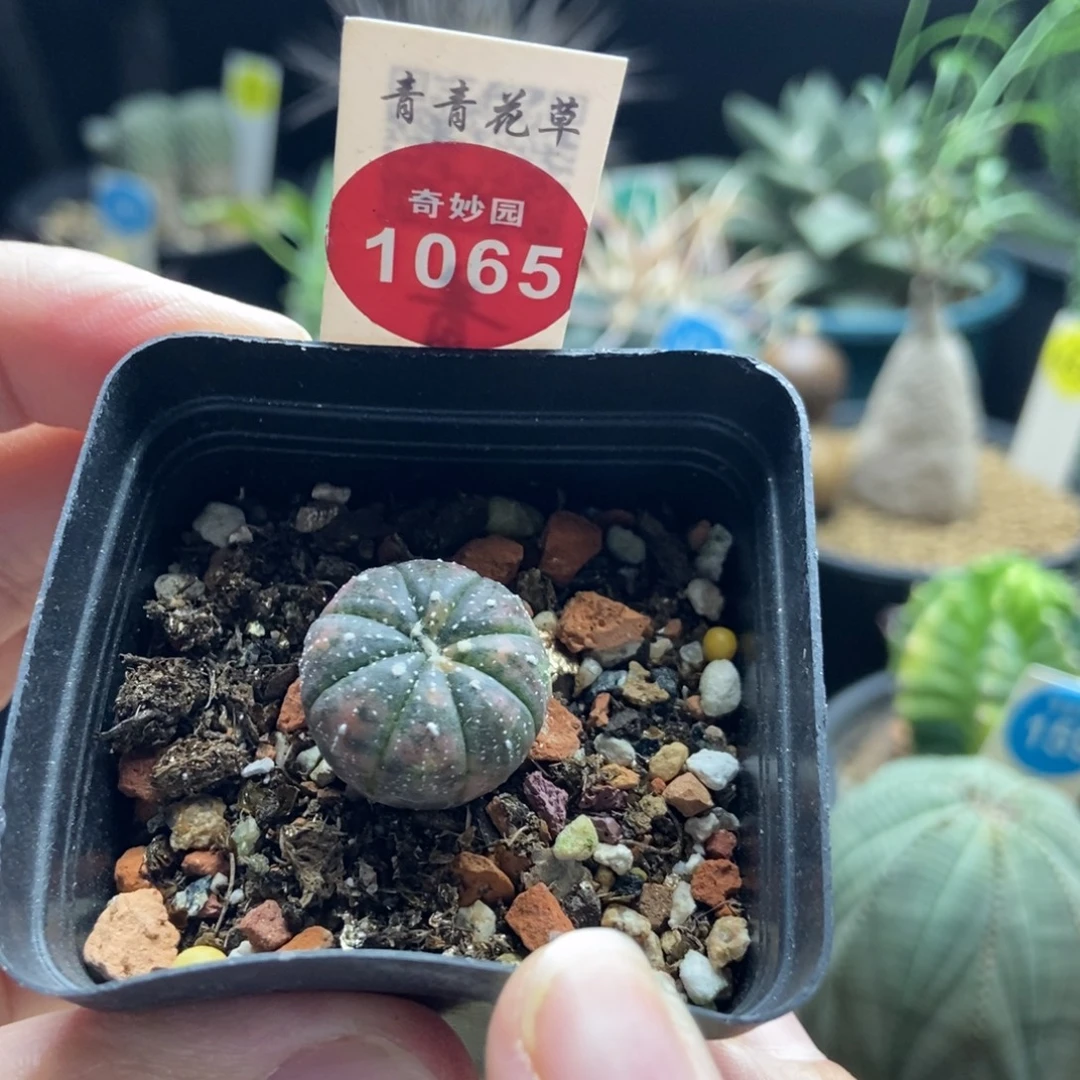 星兜锦一颗仙人球