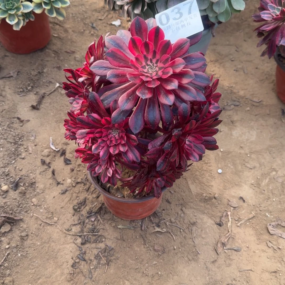 芙*37号桐壶锦清棚不包损