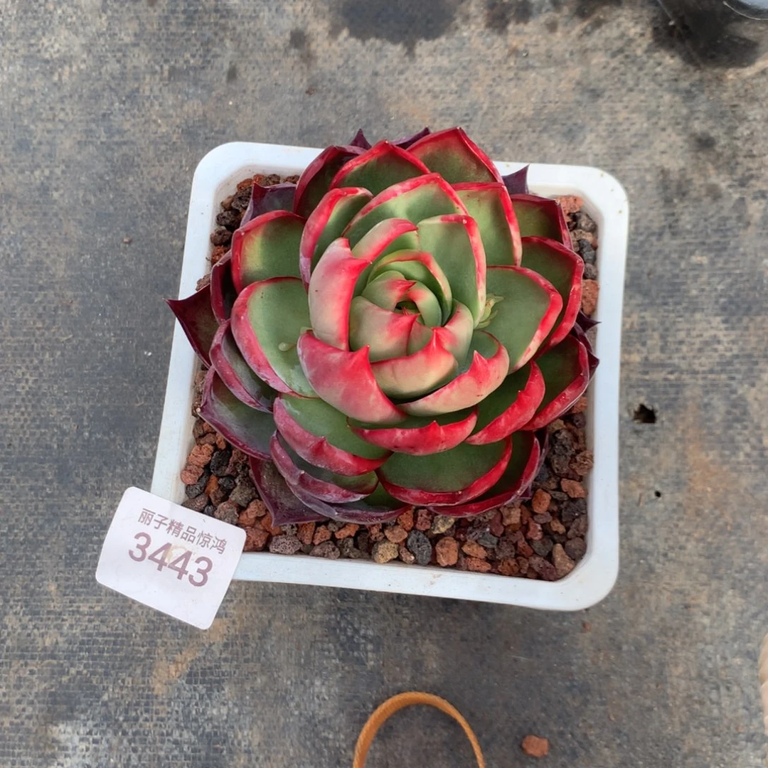 3443一物一拍福利