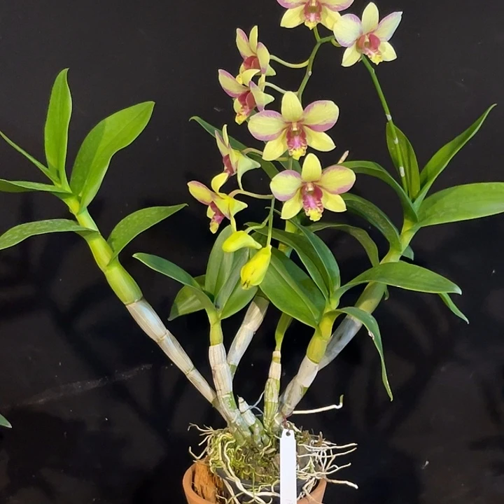 当前无花朵，栽培后可花朵个体兔丽丽1355