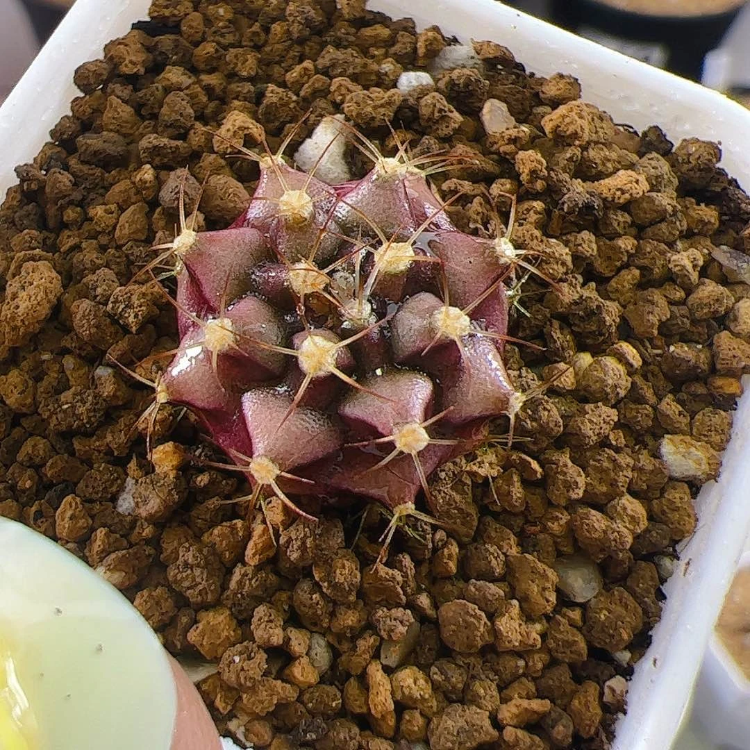 当前无花栽培后可以开花930