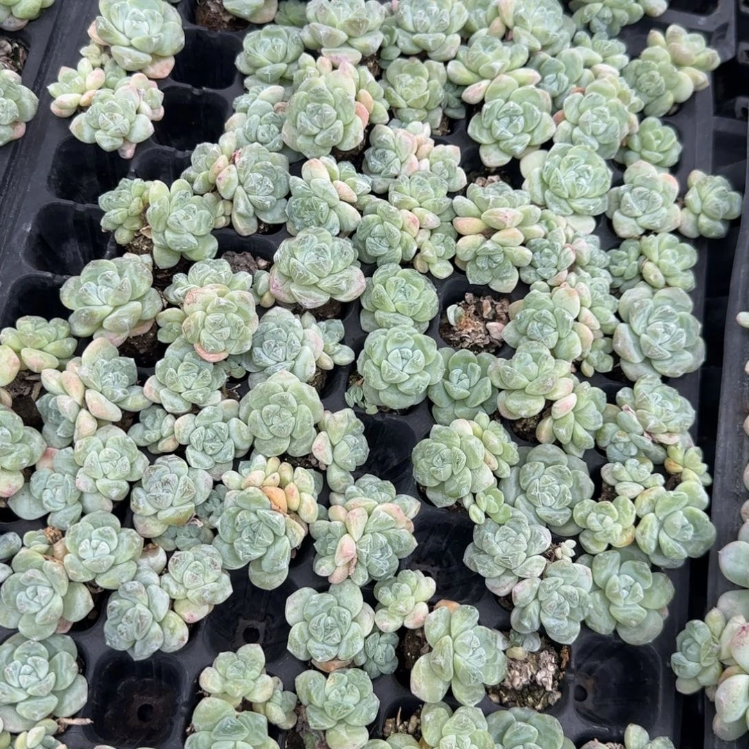 4个翡翠冰玉 穴外棚个满20包邮
