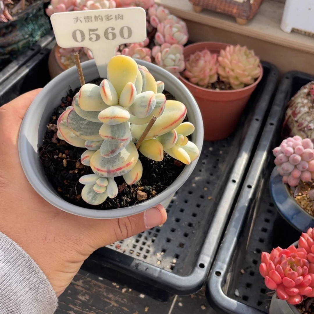 @***g0560福娘锦不带盆9厘米