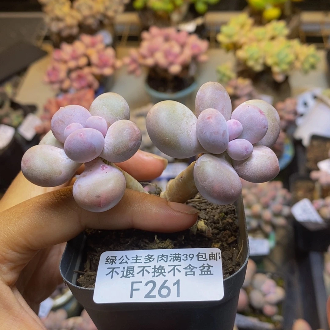261彩虹奶多肉5c m