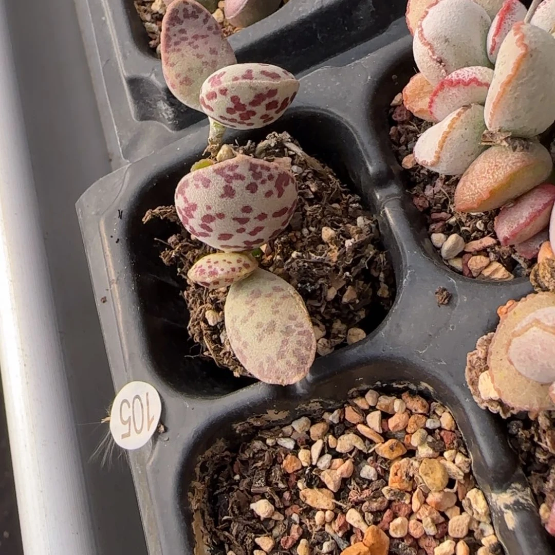 超级紫马蛋多肉植物水泡105