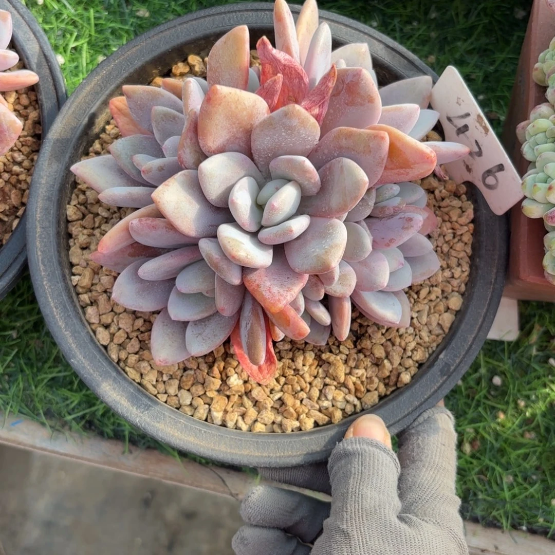 蓓***爷426fghhjjjjjjjjjkkj多肉