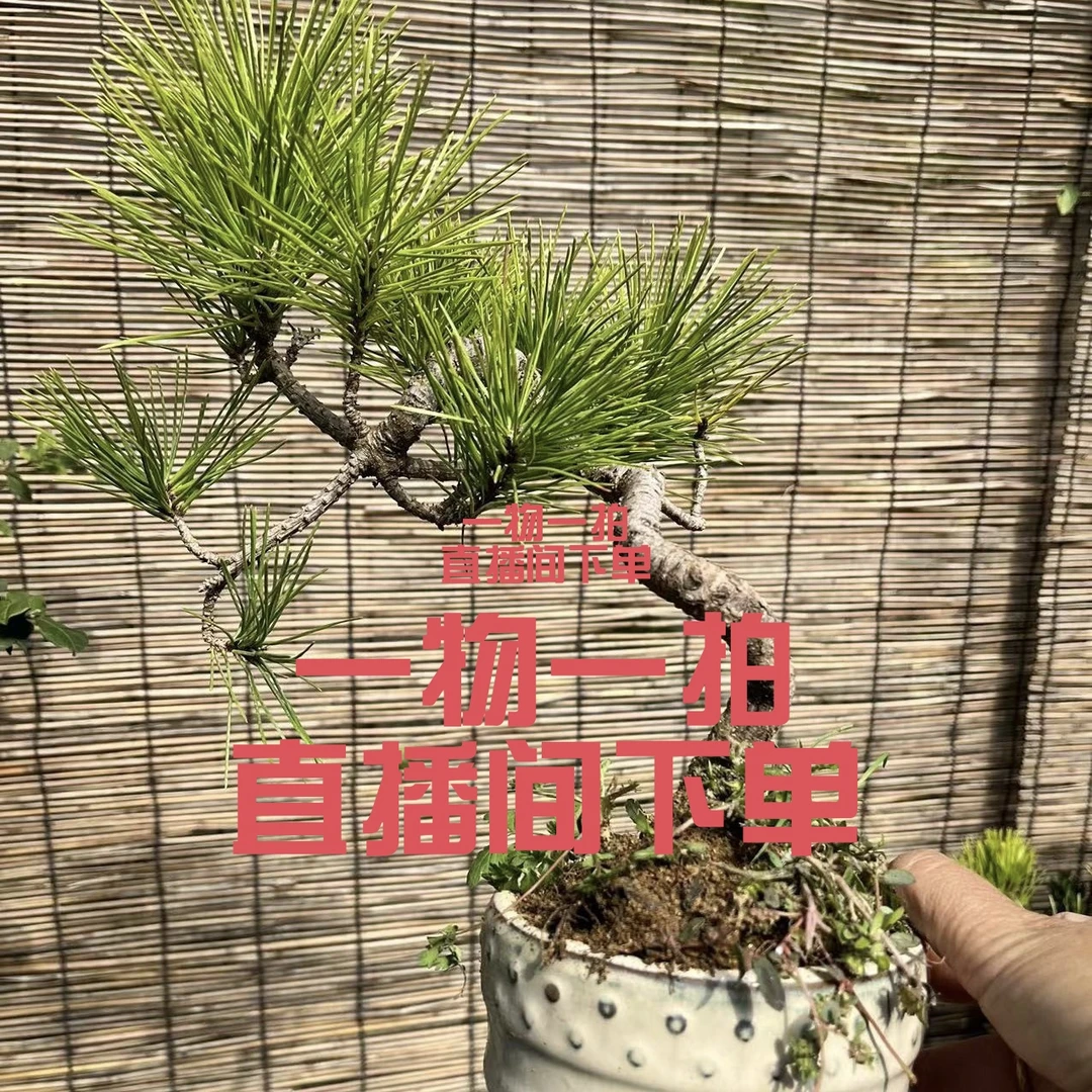 基地小黑松盆景盆栽四季常青耐旱耐寒