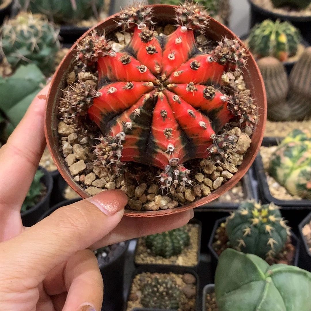 五彩牡丹锦仙人球