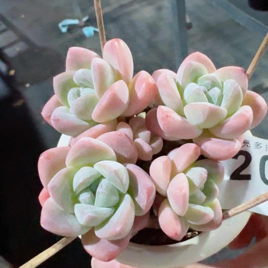 树桩冰玉            精美多肉植物