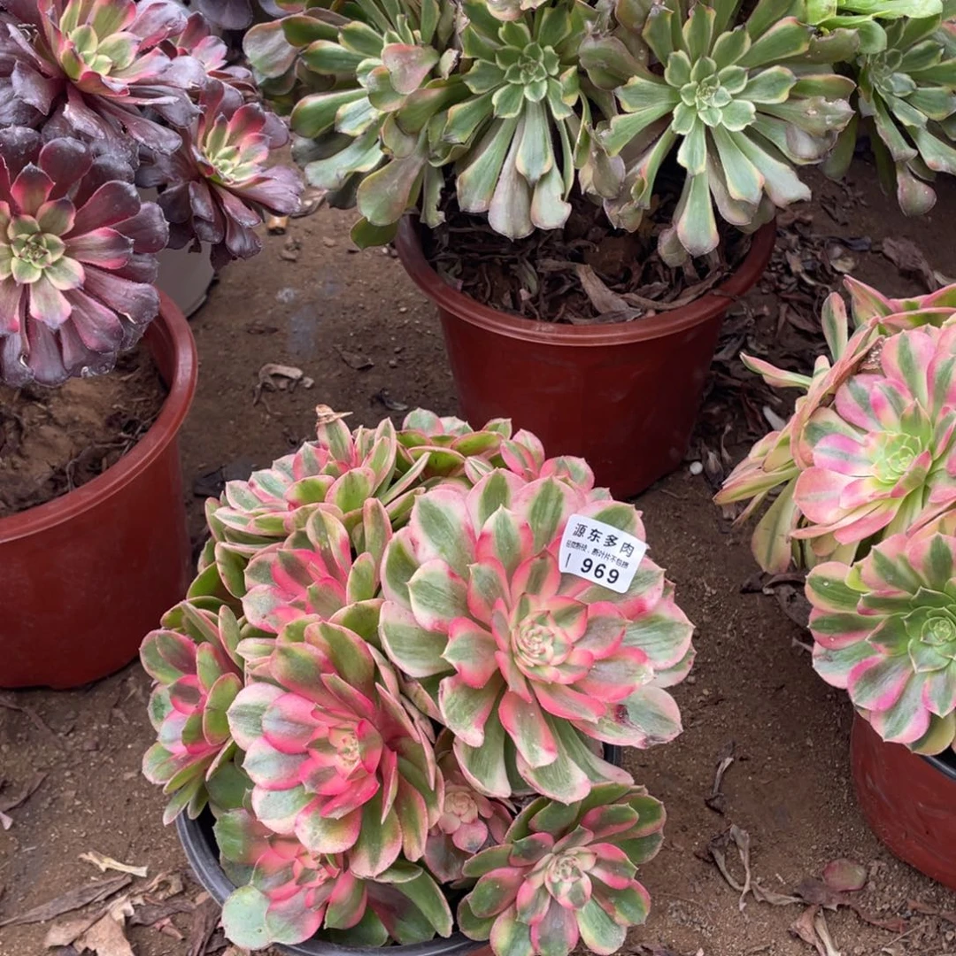 969荔枝多肉法师断枝不包