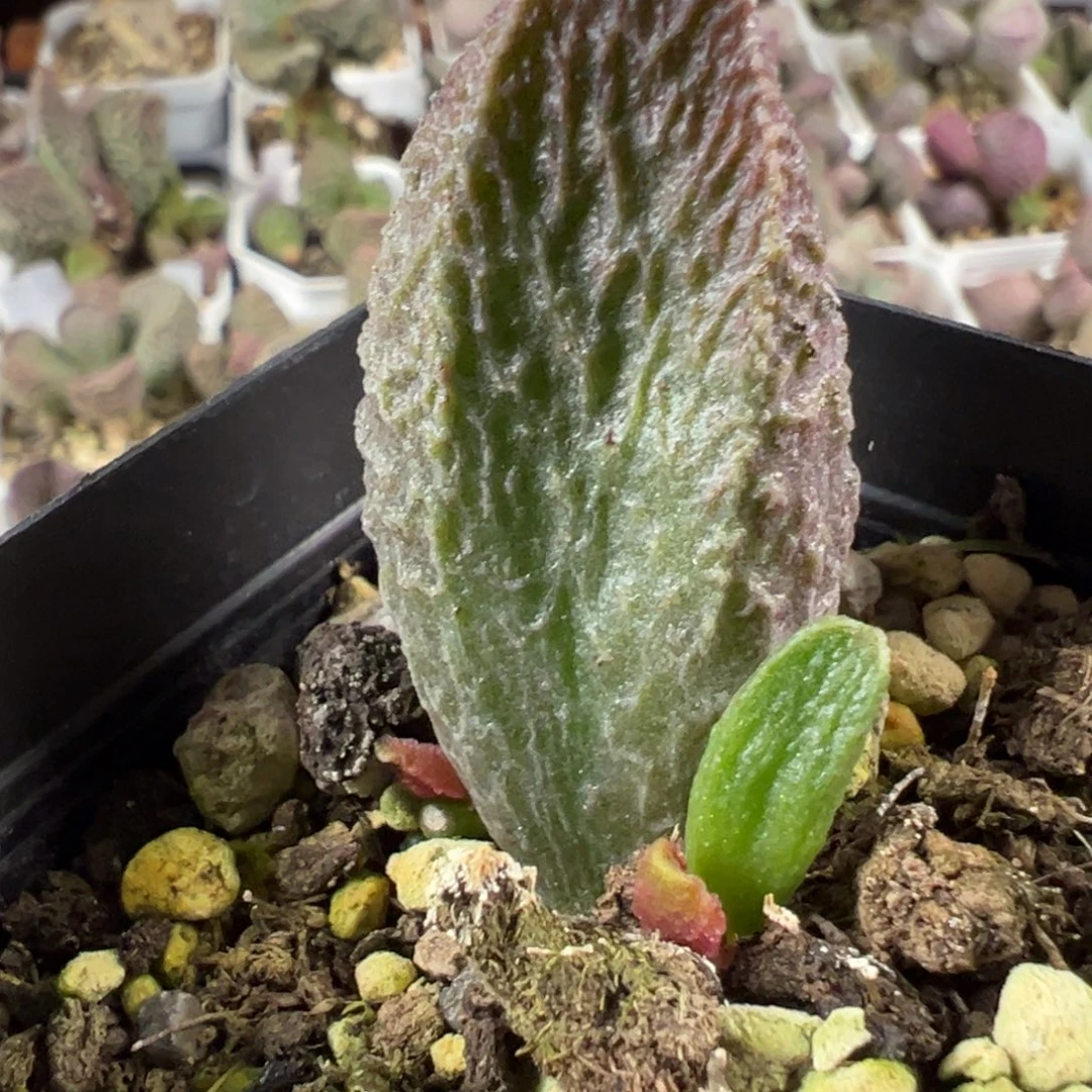 古灵阁水泡实生新品多肉植物