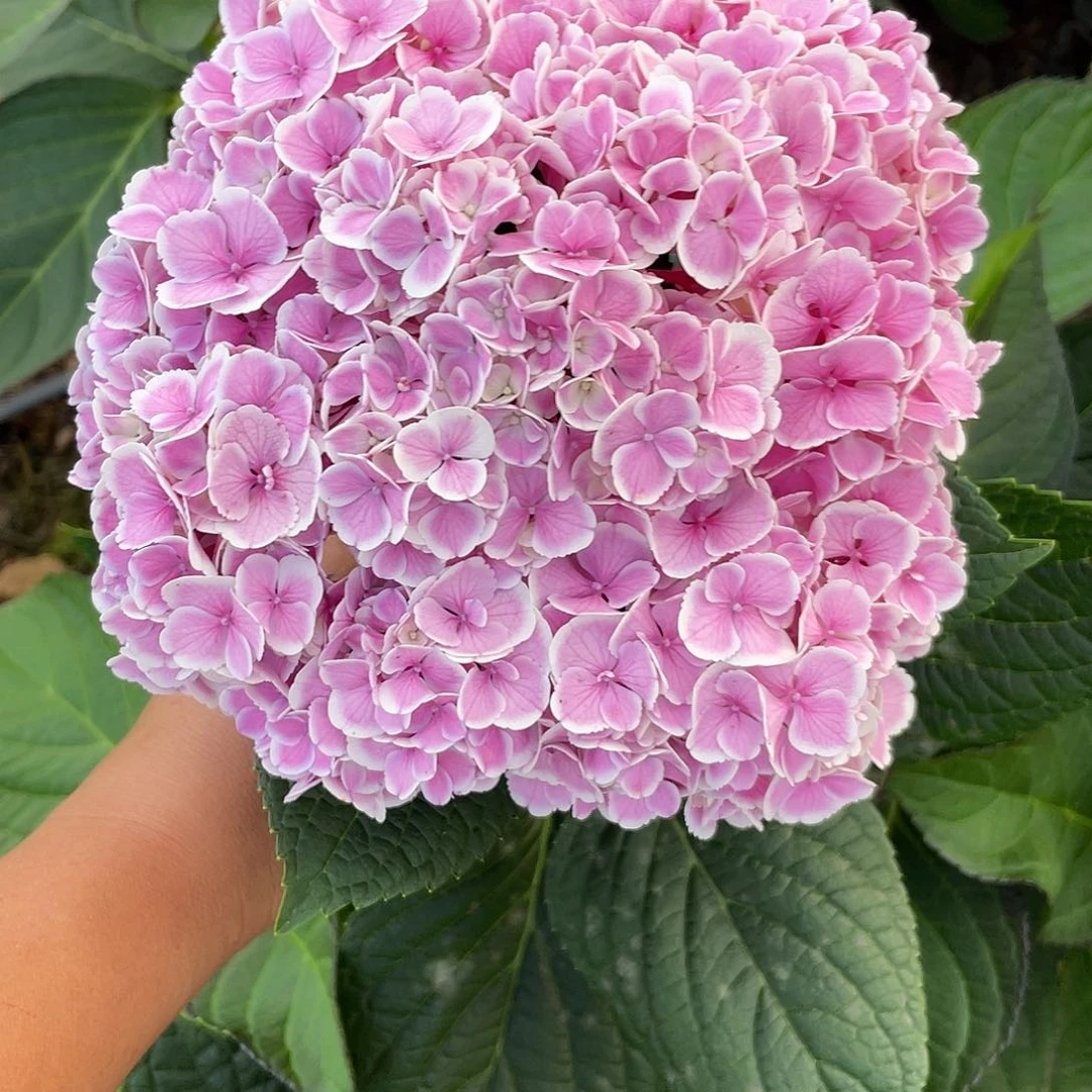 绣球切花一物一拍3枝包邮，320