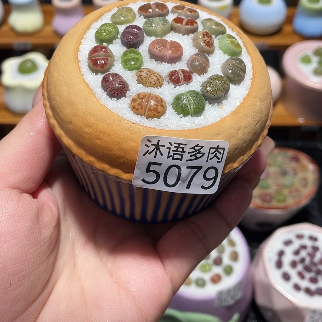 蓓***）带盆土植物 一物一拍5079