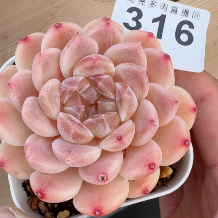 冰魄         精控精养多肉植物