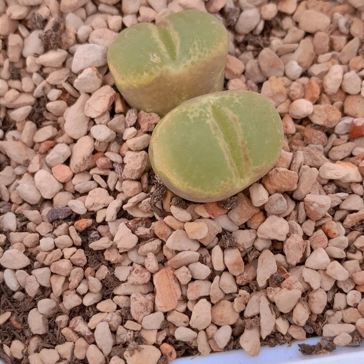 1485888889886588556655555