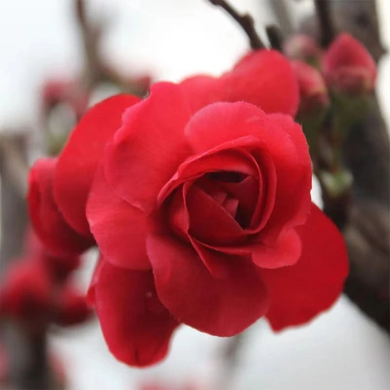 【原生】进口精品红千鸟海棠花耐寒耐旱耐高温