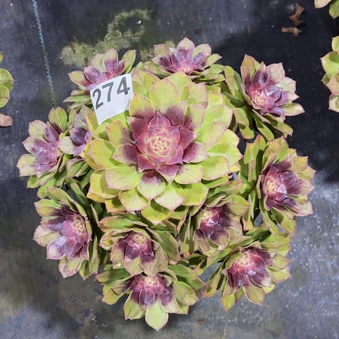 274红魔冠服25公分以上