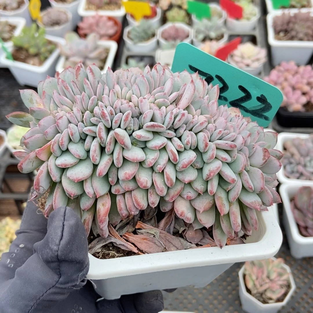 7222粉珍妮缀多肉植物多肉