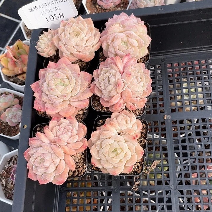 薇薇安园艺多肉1058