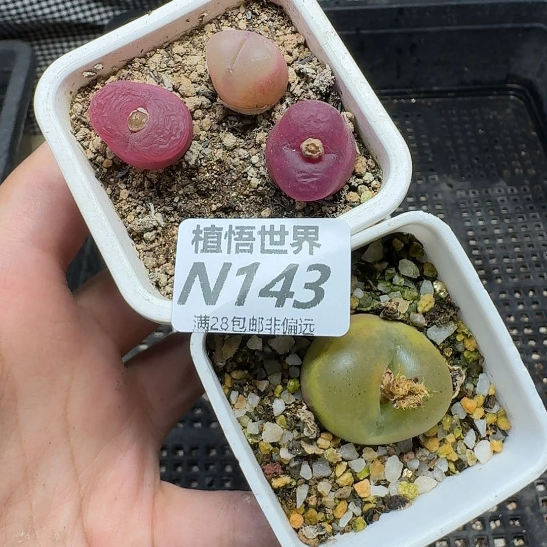 多肉植物的人生去姑姑