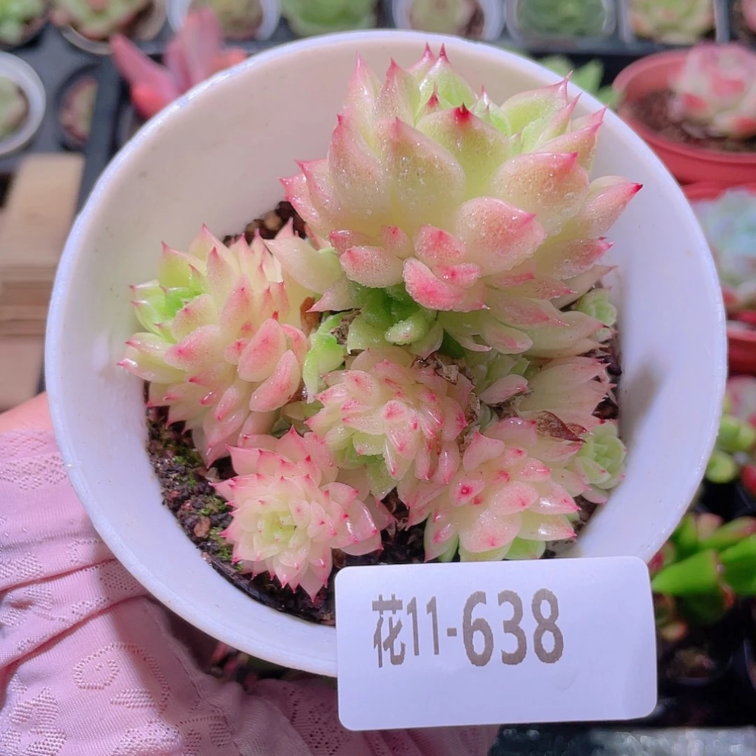 花利美11-638麦秆
