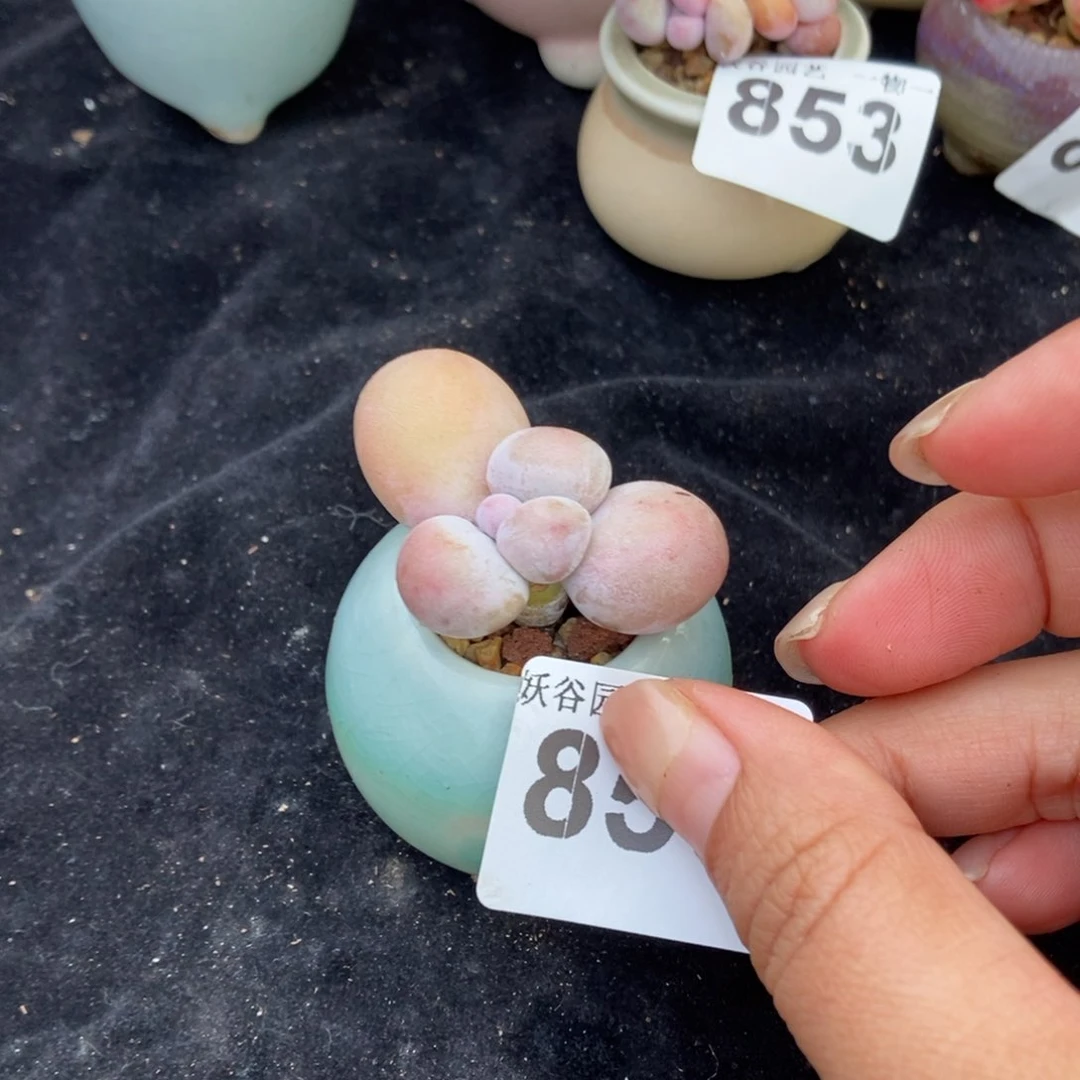 雪*使855水光针奶酪带盆土发货