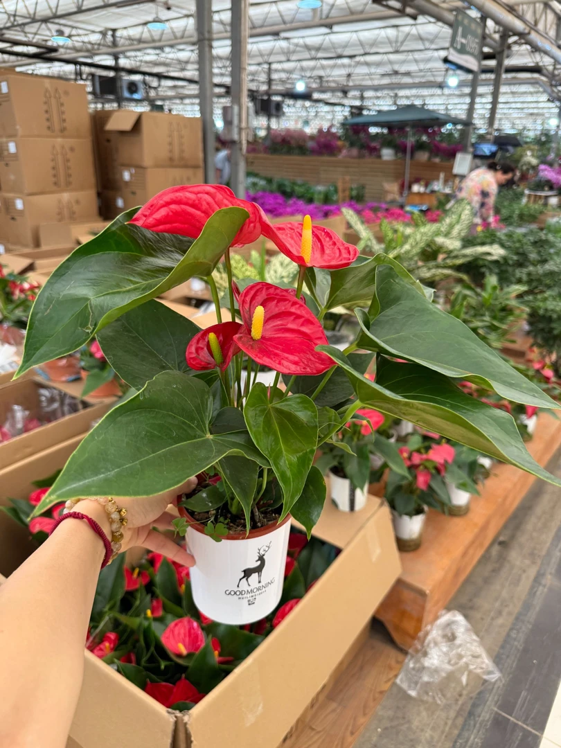 【吸水盆红掌-密西根】室内盆栽鸿运当头懒人植物客厅水培装饰