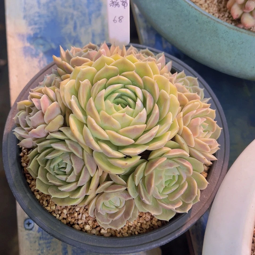 蒙****郎多肉植物，粉昂