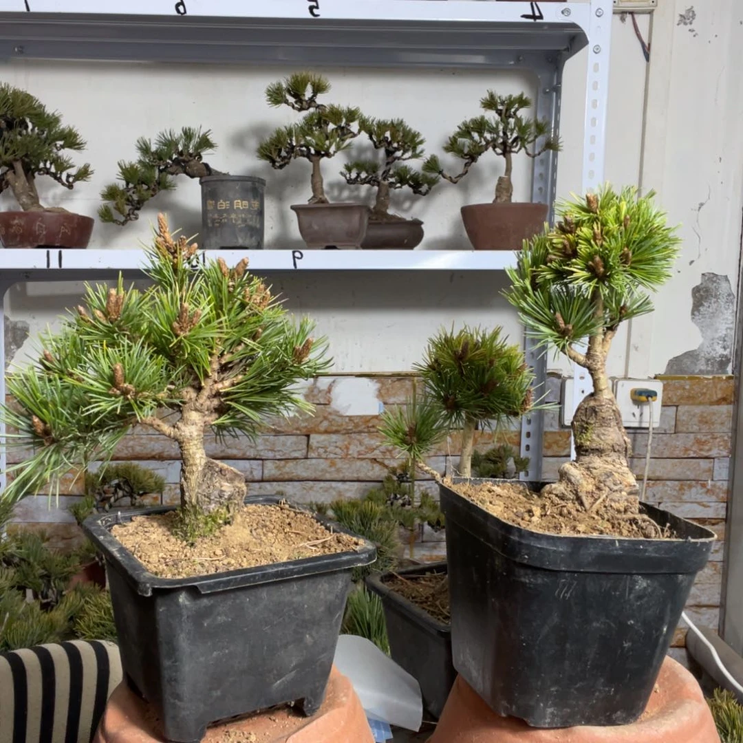 桂*五针松一颗60链接