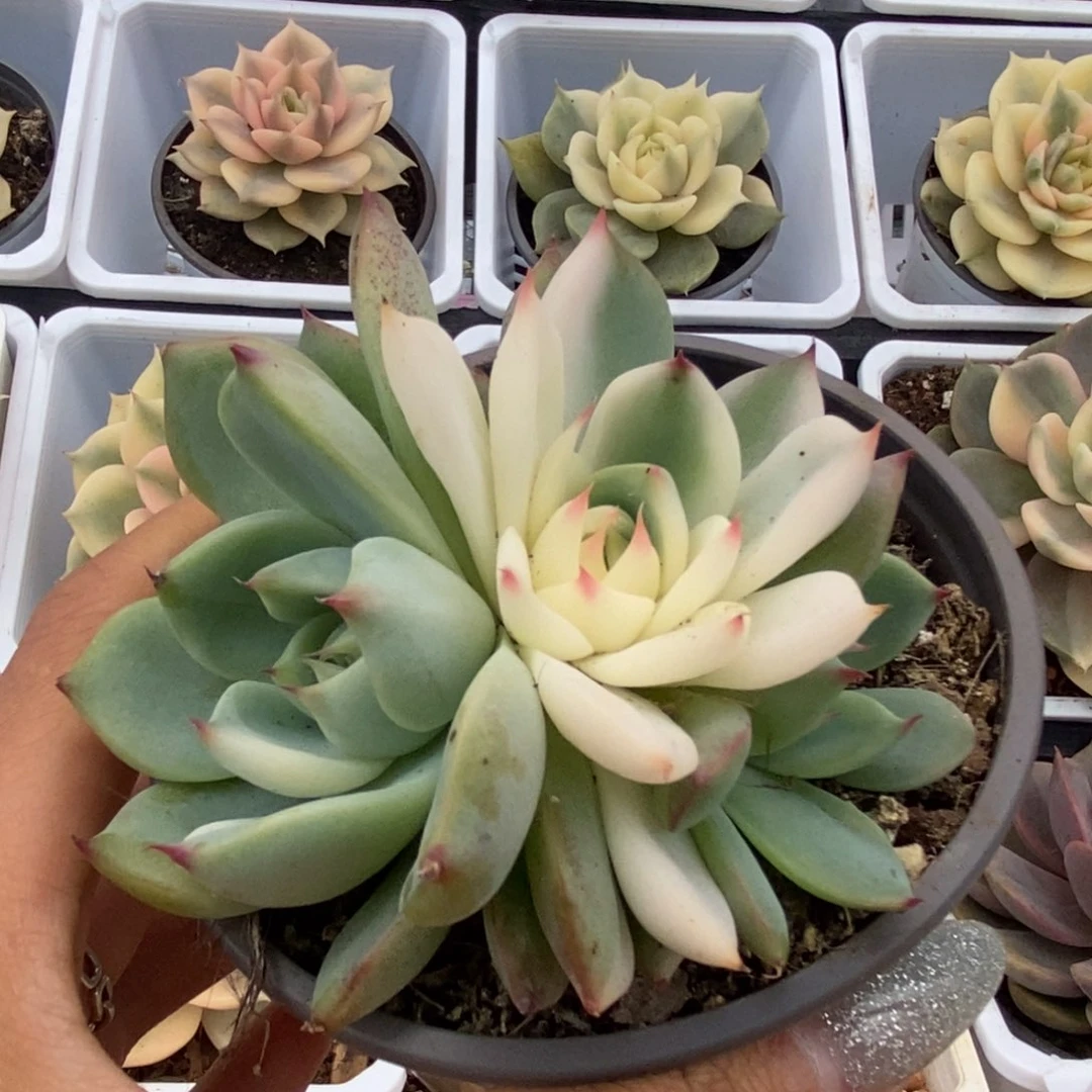 598锦锦锦锦锦锦锦锦