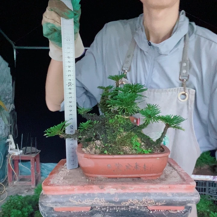 不开花植物卷柏卷柏卷柏卷柏卷柏卷柏