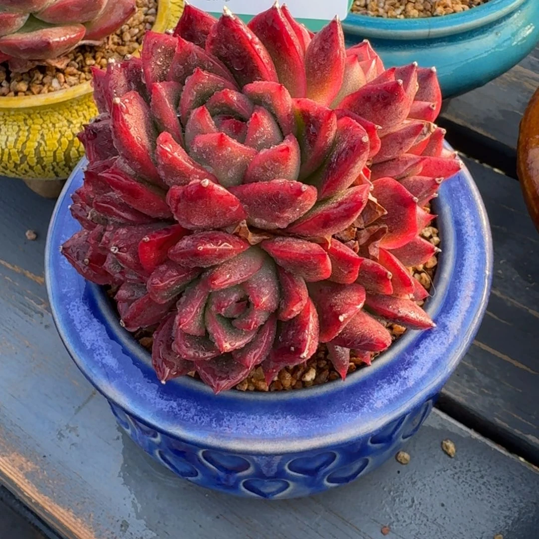 从前慢多肉精选编号1219.6